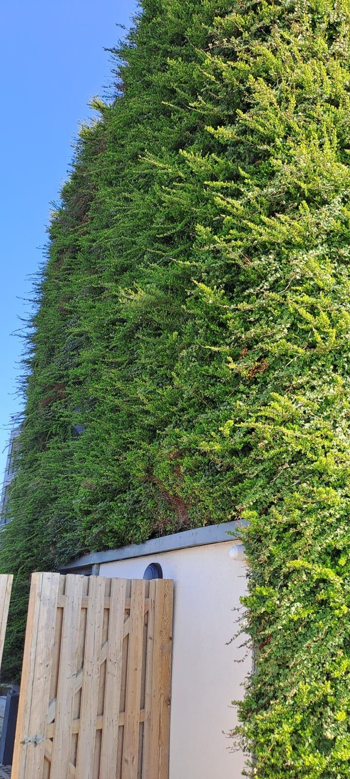 Landscaping & Urban Greening Services — 7