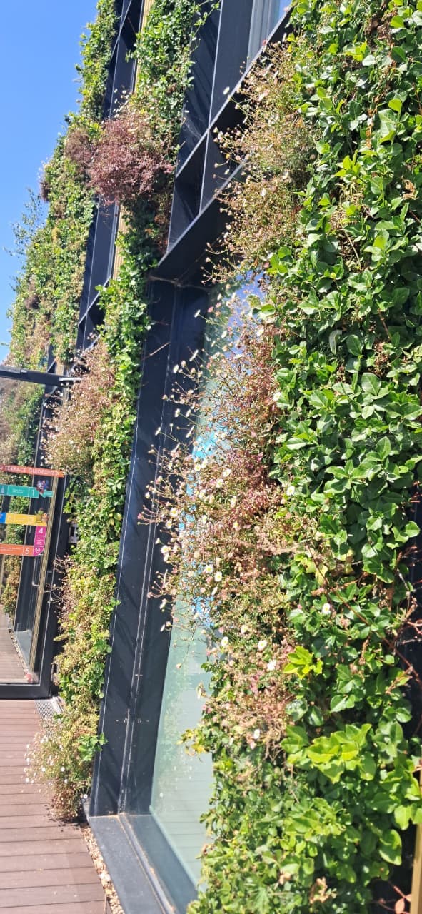 Living Wall Installation & Maintenance